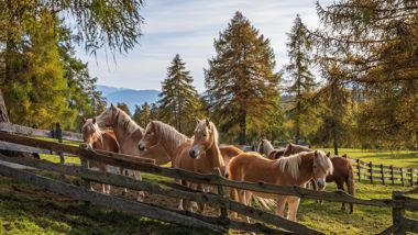 Haflinger Pferde auf einer Koppel im Herbst