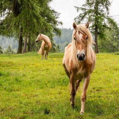 Drei Haflinger Pferde auf einer Wiese im Sommer