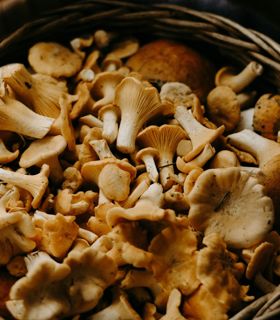 A wicker basket full of freshly foraged mushrooms