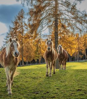 Haflinger Pferde auf einer Wiese im Herbst