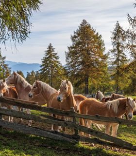 Haflinger Pferde auf einer Koppel im Herbst